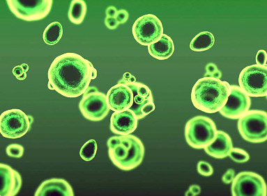 What is chlorella algae?