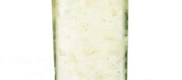 aloe-vera-6