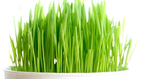 wheatgrass-1