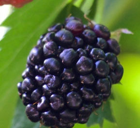 blackberry