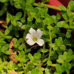 Magical Brahmi Oil Will Do Miracles For Your Hair