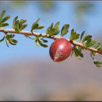 11 Health Benefits of Argan Oil
