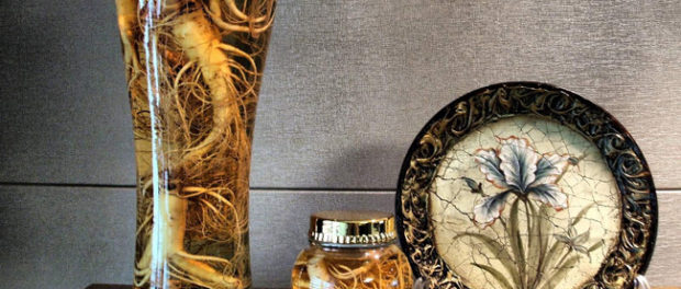 ginseng ginseng roots in a jar