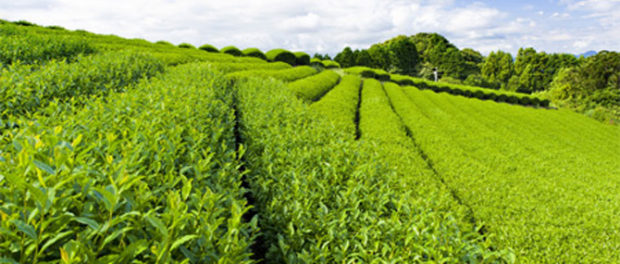 green-tea-2