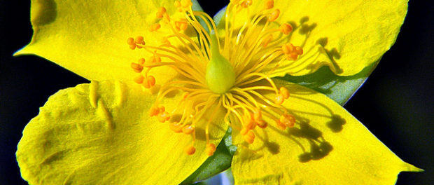 st-johns-wort