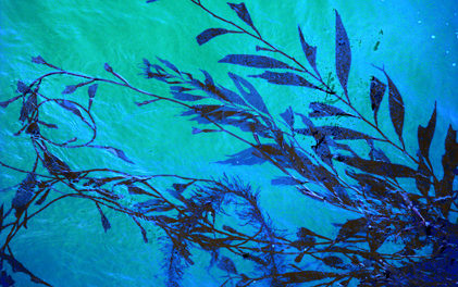kelp