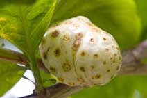Noni fruit hanging from a tree