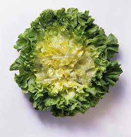 Endive Letuce Salad