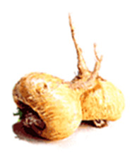 maca root