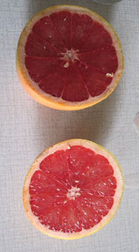 grapefruit1