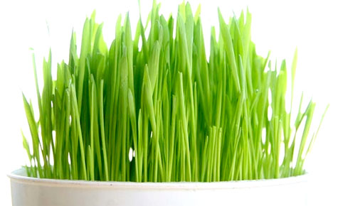 wheatgrass-1