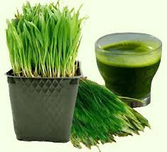 wheatgrass-2