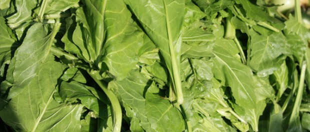 spinach-raw raw spinach
