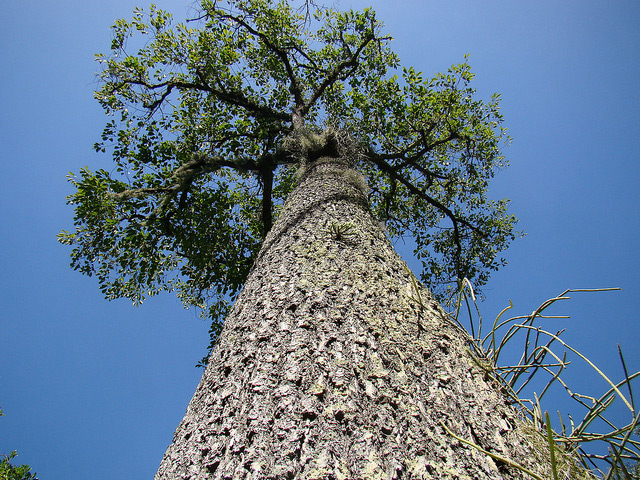 Brazilian Nut Tree