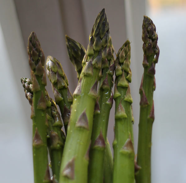 Asparagus tops