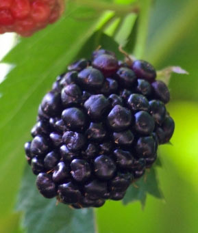 blackberry