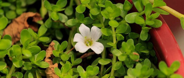 brahmi-plant