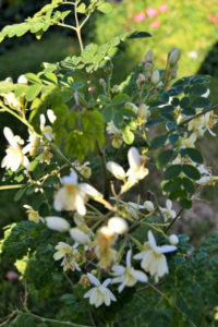 Moringa oleifera