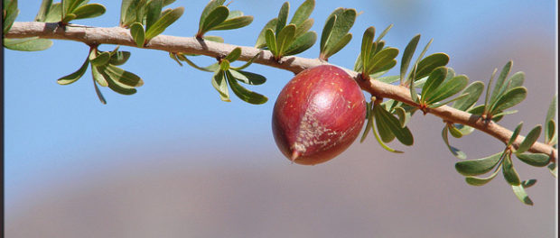 argan-kernel kernels of the argan tree