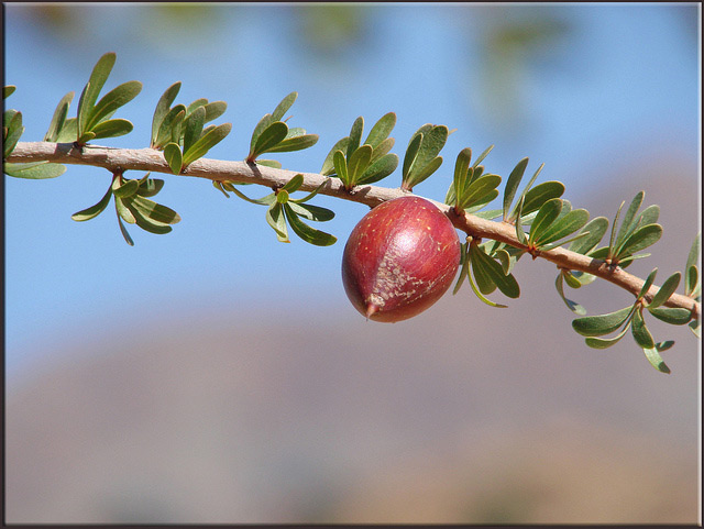 kernels of the argan tree