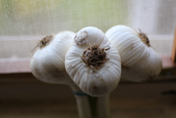 garlic