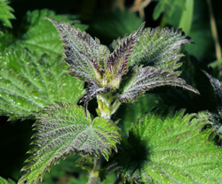 stinging nettle