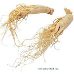 Wild ginseng roots