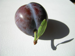 a-single-plum