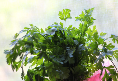 parsley