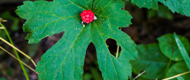 goldenseal