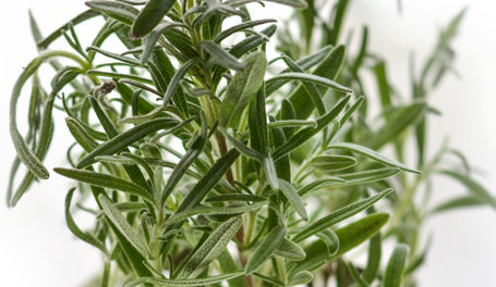 thyme