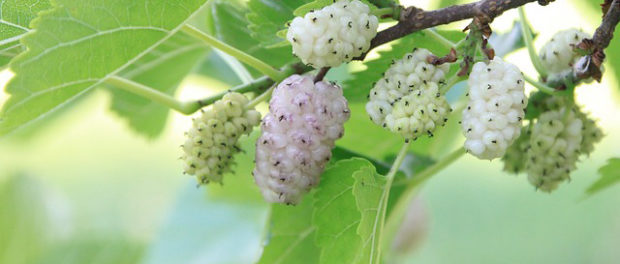 mulberry